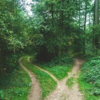 Forest with a trail big path divide into 3 different smaller paths