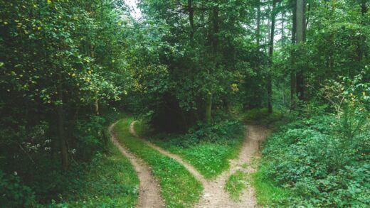 Forest with a trail big path divide into 3 different smaller paths